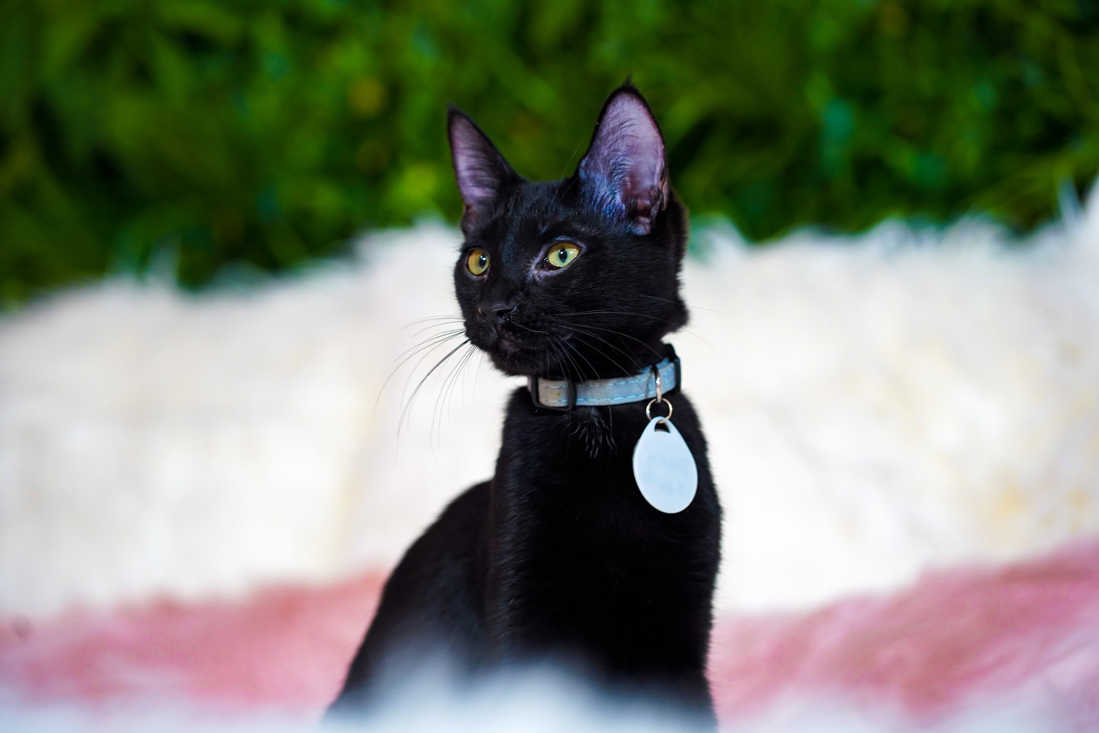 A cute kitty in tall grass!