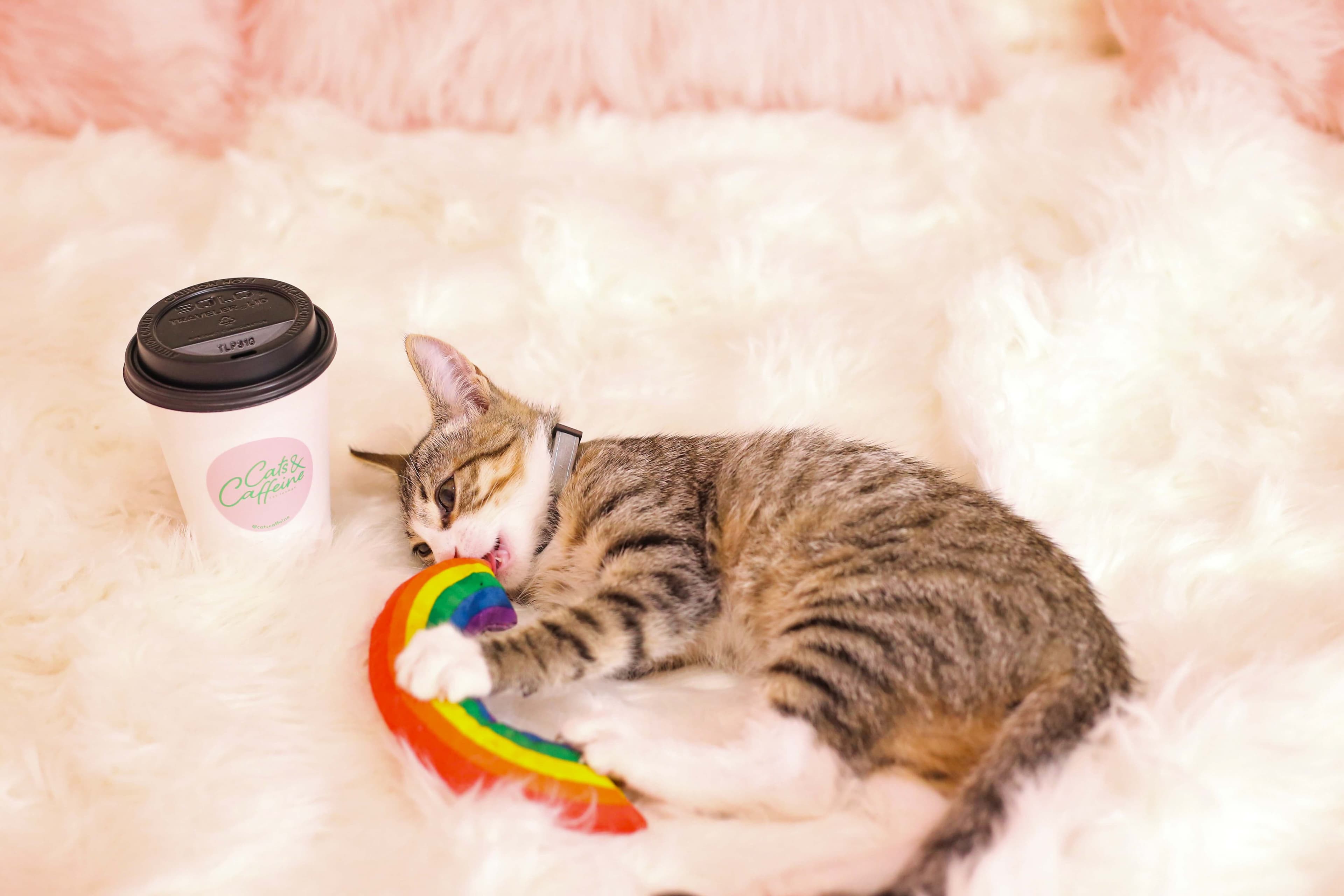 Tampa's First Cat Cafe & Lounge!